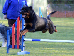 Valenstar Victorious At Torsite