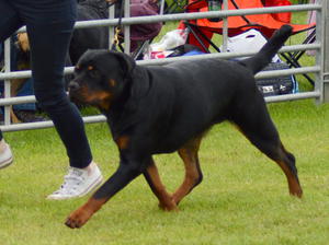 Valenstar Vuitton At Torsite